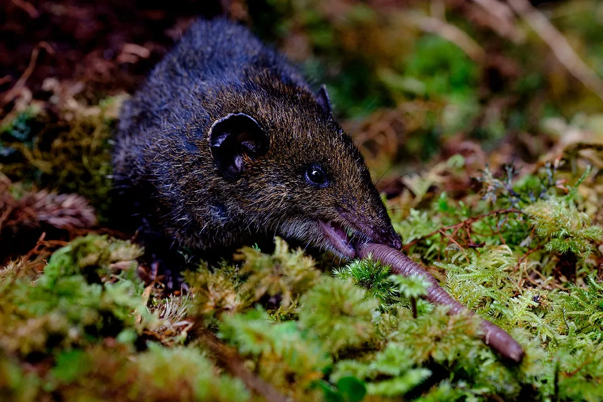 A short-tailed gymnure feeding on an earthworm in green moss