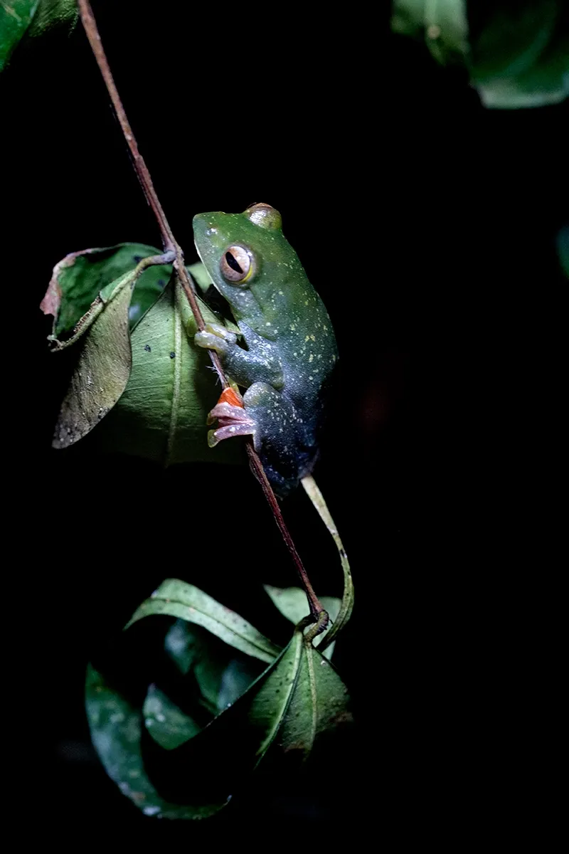 A green flying frog gripping a thin branch at night