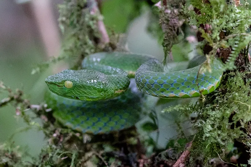 A green pit viper coiled on mossy branches
