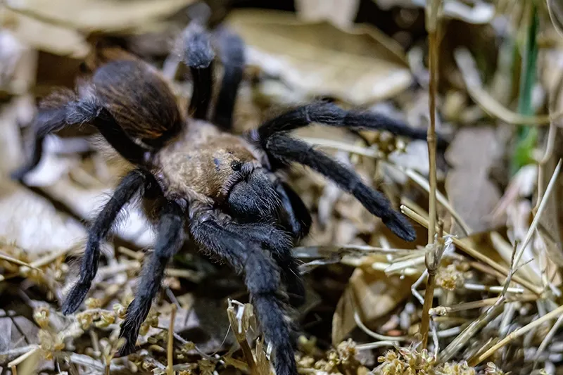 A tarantula among dry leaf litter