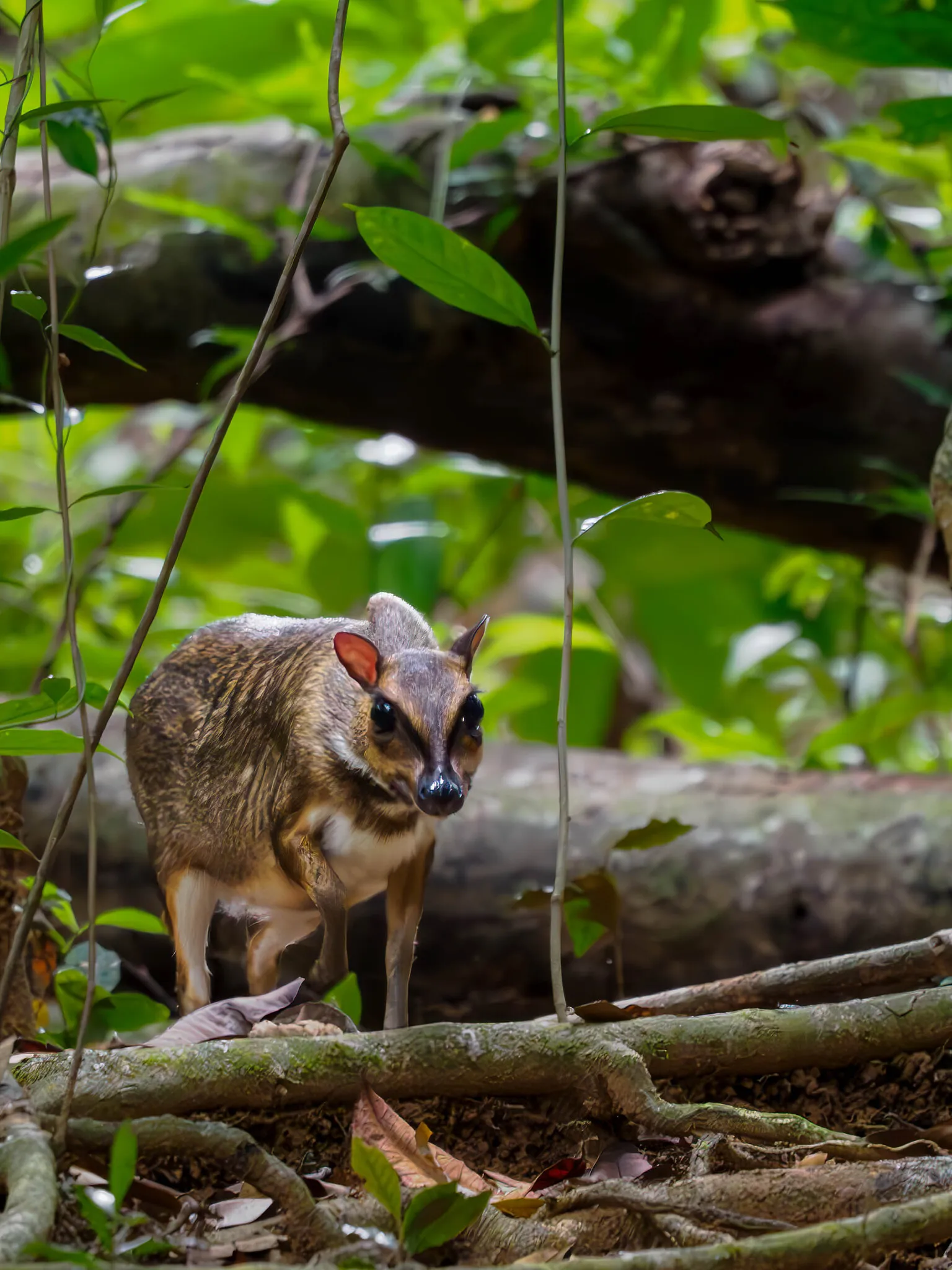 A greater Malay chevrotain standing on the forest floor among fallen branches